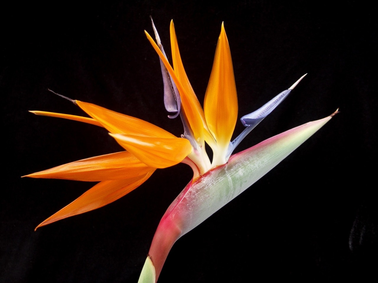 Bird of paradise tropical flower